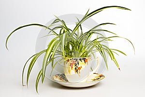 Spider plant in retro tea cup