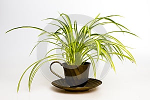 Spider plant in retro tea cup