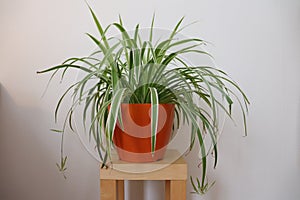 Spider plant