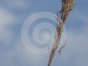 Spider on plant