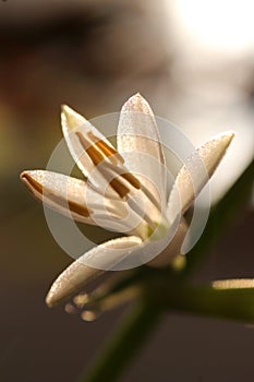 Spider plant white flower. Green leaf texture. Nature floral background. Organic botanical beauty macro closeup