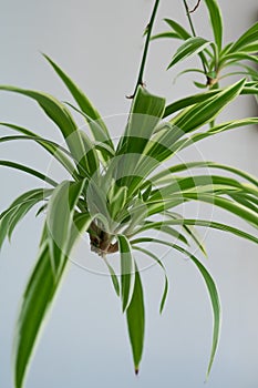 Spider plants babies, also known as Chlorophytum bichetii Karrer Backer, St. Bernardâ€™s lily