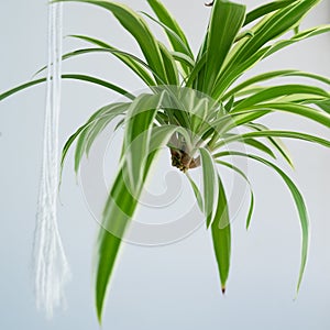 Spider plants babies, also known as Chlorophytum bichetii Karrer Backer, St. Bernardâ€™s lily