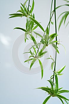 Spider plants babies, also known as Chlorophytum bichetii Karrer Backer, St. Bernardâ€™s lily