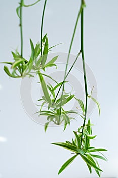 Spider plants babies, also known as Chlorophytum bichetii Karrer Backer, St. Bernardâ€™s lily