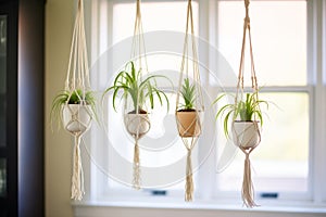 spider plants hanging from macrame rope holders