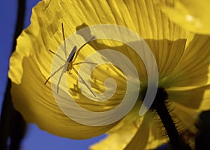 Spider On Poppy