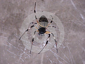 Spider popularly known as Maria Bola