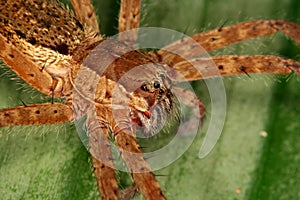 Spider portrait