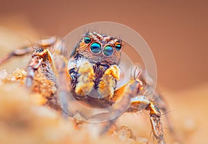 Spider portrait, jumping spider portrait - Aurelius v-insignitus