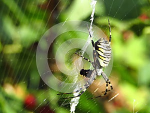 Spider with pray on web. Macro. Shallow depth of field.