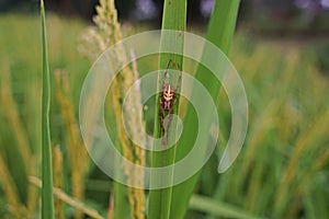 Spider, a predator of small pest in rice field