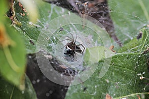 Spider, prey and his net