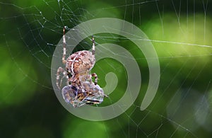 Spider with prey