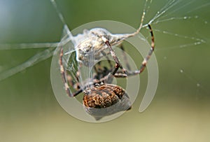 Spider and prey