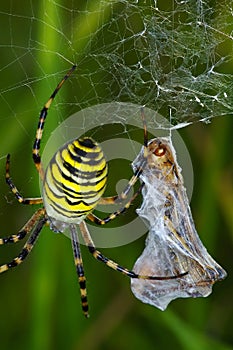 Spider prey