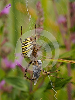 Spider with prey