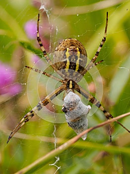 Spider with prey