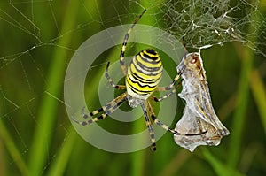 Spider prey