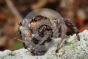 Spider With Prey Caught