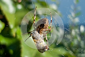 spider with prey
