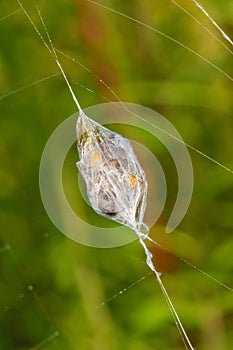 Spider prey wrapped in cobwebs