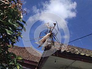 the spider preyed on the praying mantis, hangs out in her web,