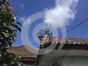  the spider preyed on the praying mantis, hangs out in her web