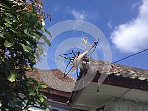 the spider preyed on the praying mantis, hangs out in her web