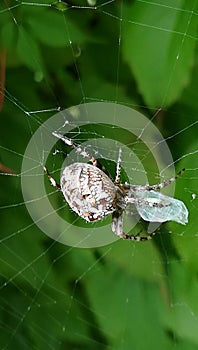 Spider preys on an insect