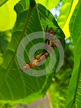 the spider preys on locusts