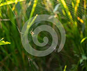 Spider in process of making web for their living.