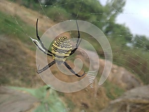 Spider in progress net schem