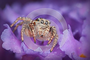 Spider on the purple petals