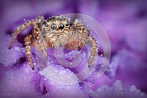 Spider on the purple petals