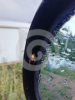 Spider, rain,car,mirror hiding,golden body