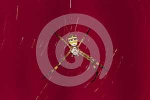 Spider Red background