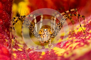 Spider in red flower