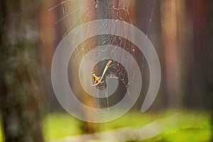 The spider releases a web from a pine needle.