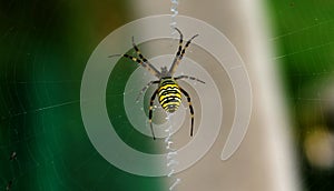 A spider is repairing a torn web. Latka on the web.