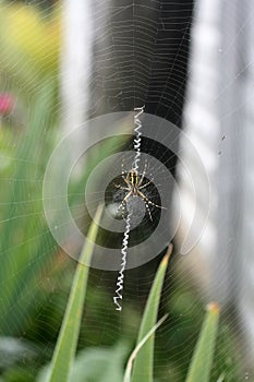 A spider is repairing a torn web. Latka on the web.