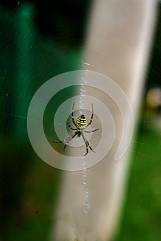 A spider is repairing a torn web. Latka on the web.