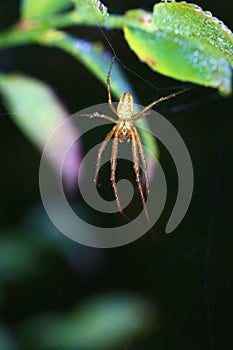 A spider rests early in the morning. photo