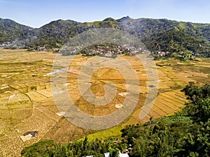 Spider rice field aerial photo