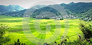 Spider rice field at ruteng photo