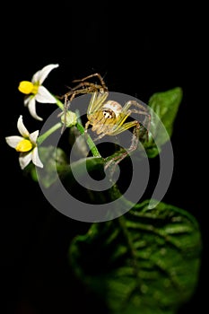 Spider is roaming besides flower