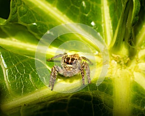 Spider is roaming on leaf