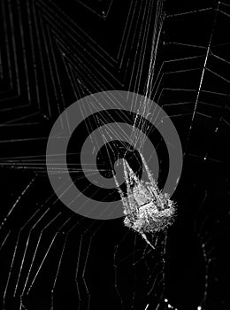 Spider is roaming on web