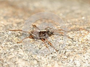 Spider on rock