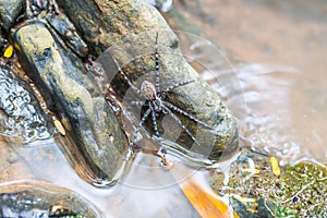 Spider on the rock in the waterfall